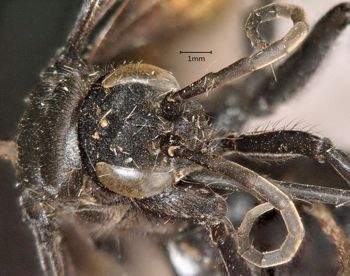 Media type: image;   Entomology 16332 Aspect: head frontal view